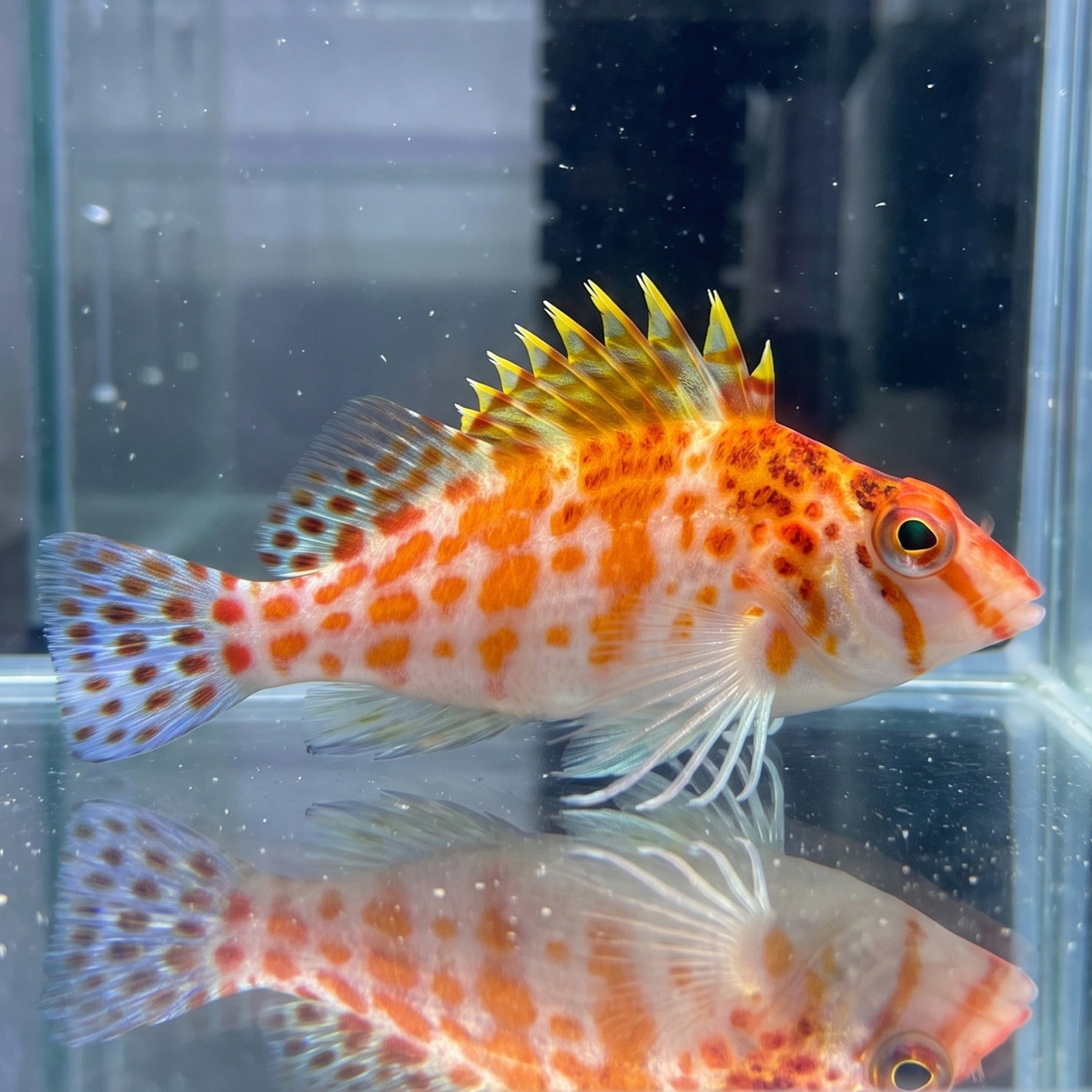 Falco Hawkfish