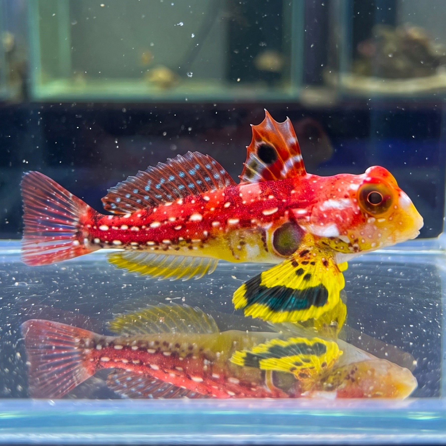 Red Ruby Dragonet (Male)