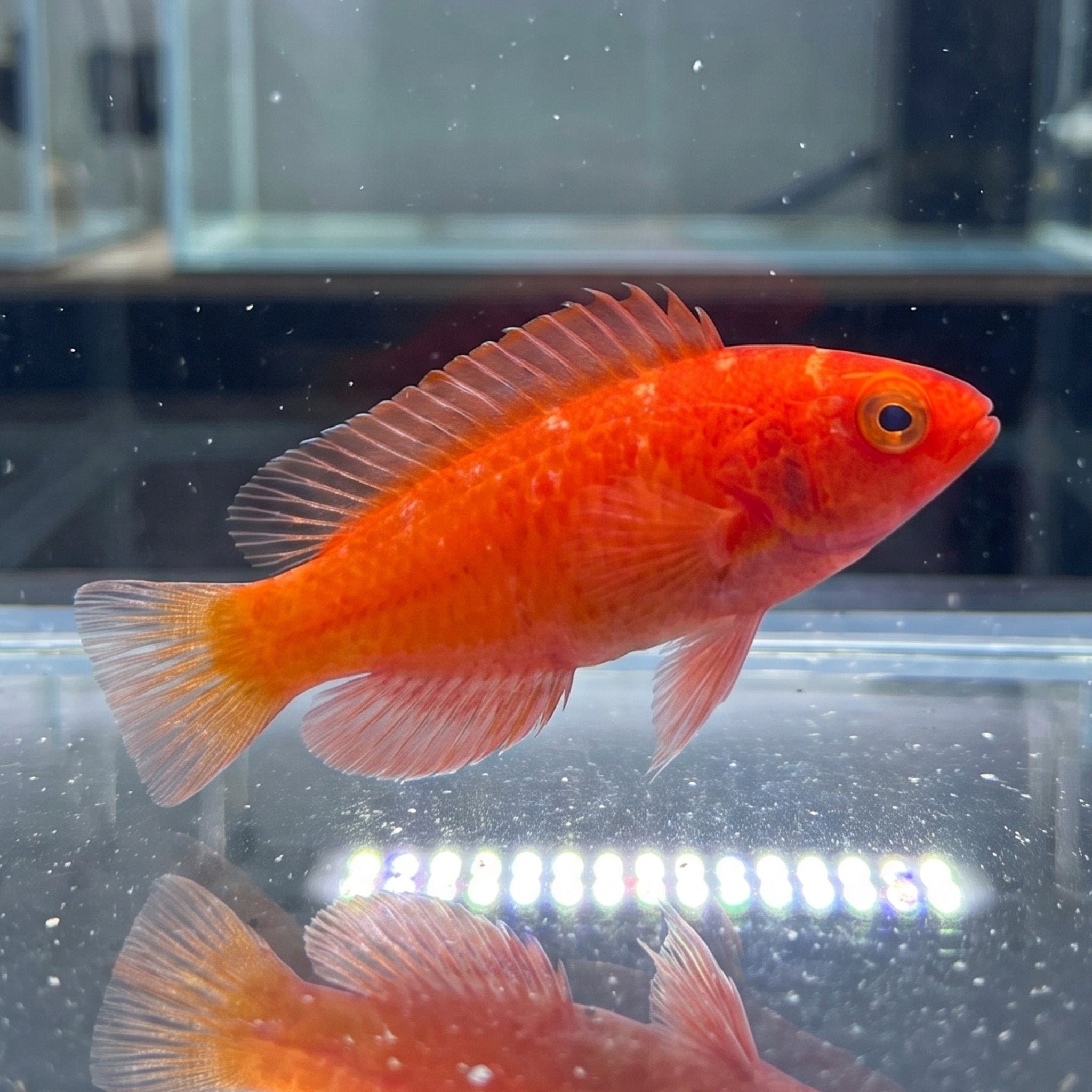Magma Fairy Wrasse