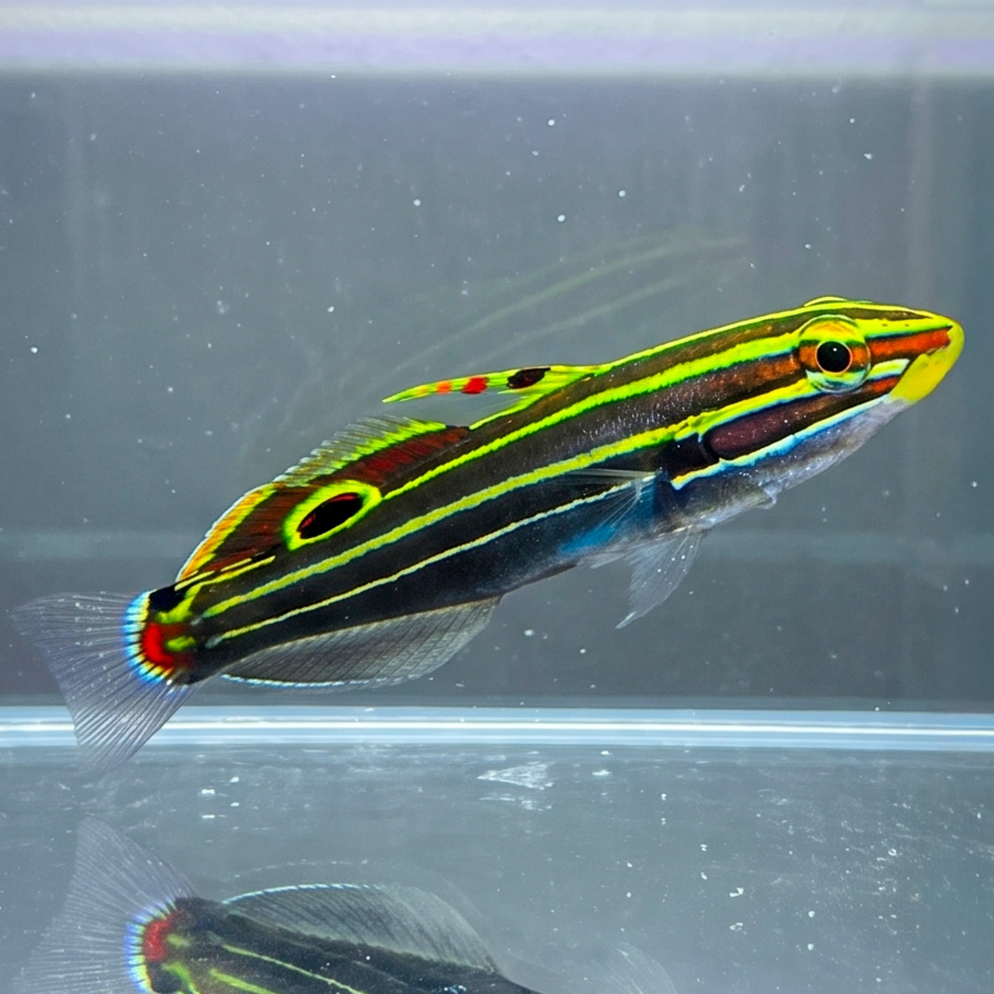 Hector's Goby