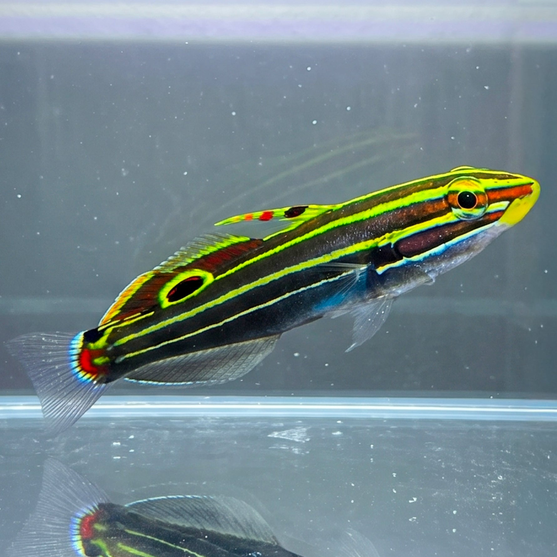 Hector's Goby