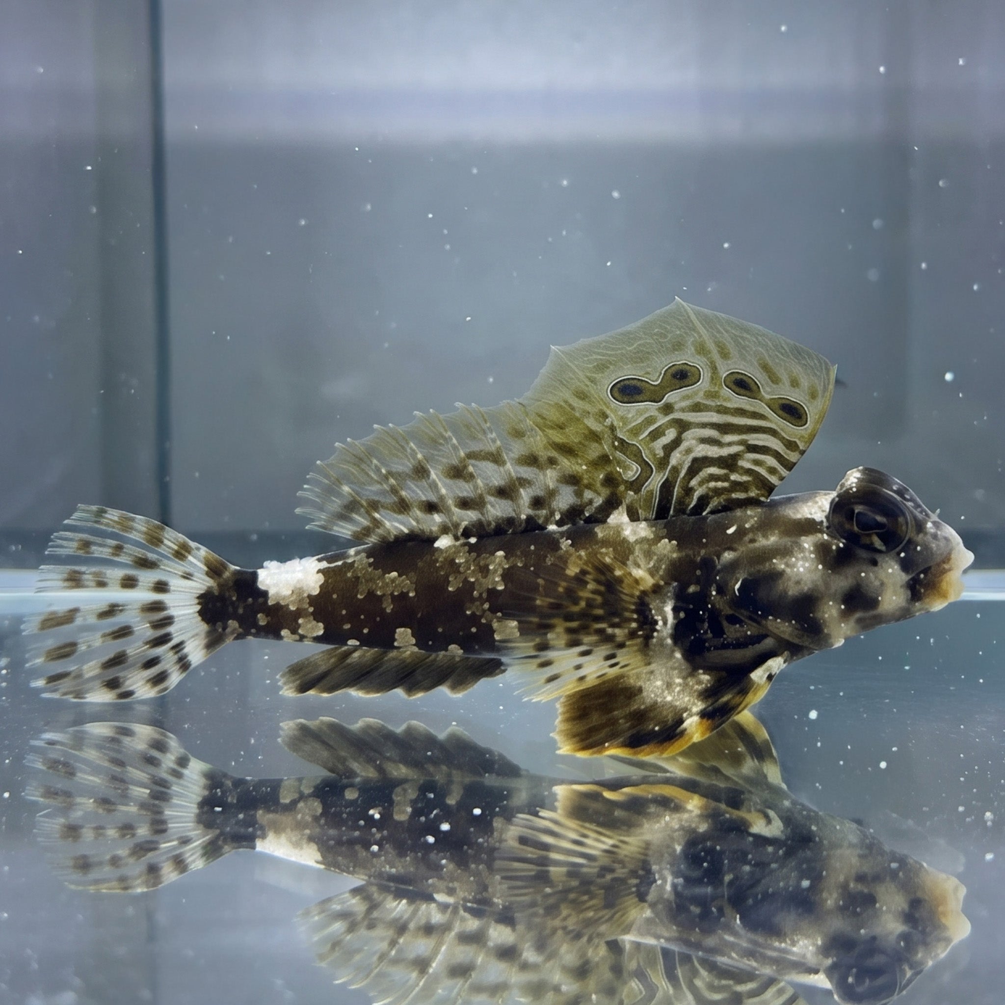 Scooter Blenny