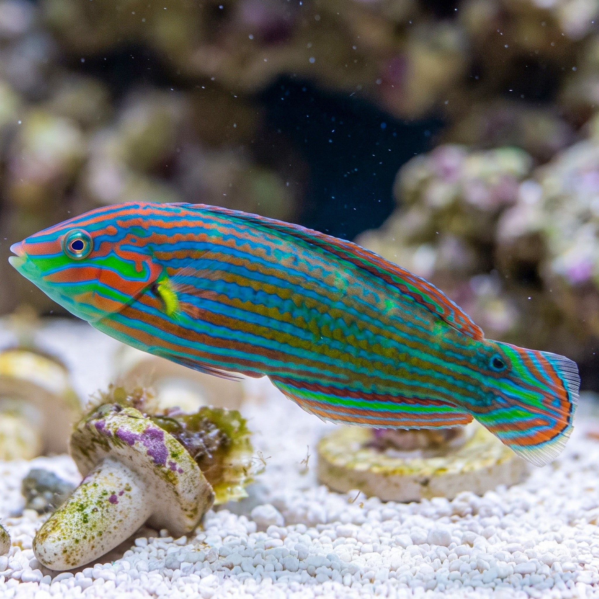 Melanurus Wrasse