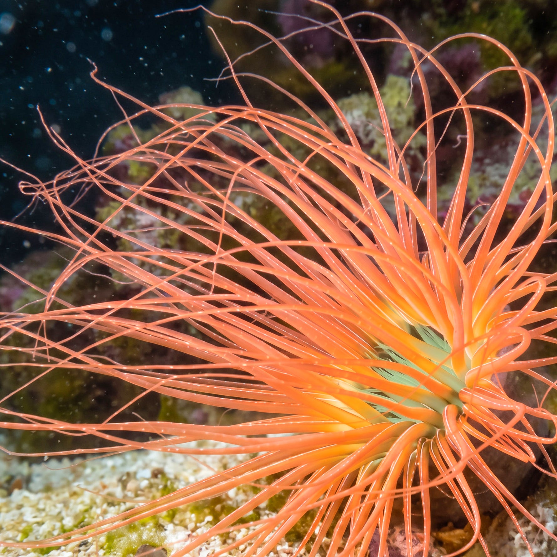 Orange Skittle Tube Anemone