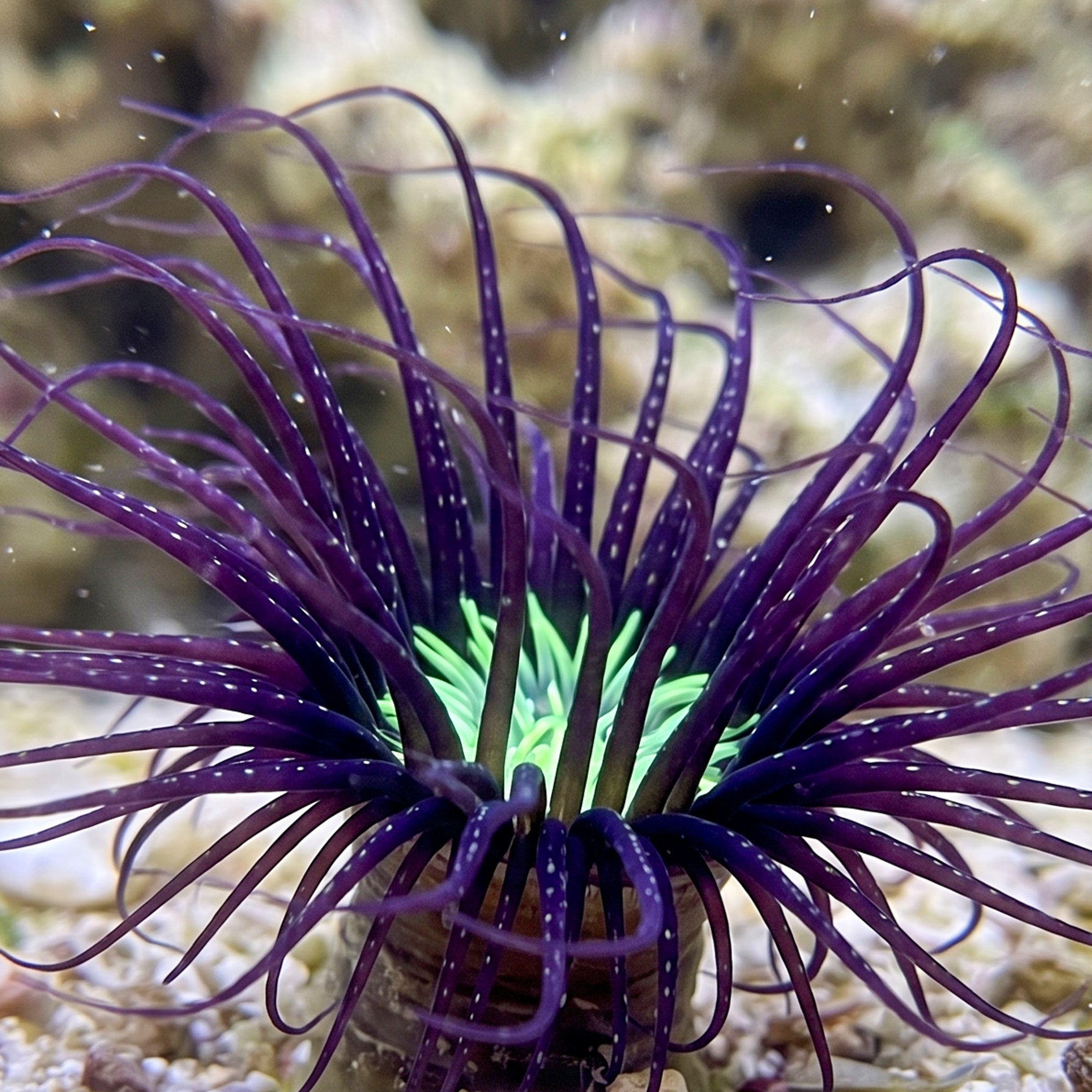 Purple Skittle Tube Anemone