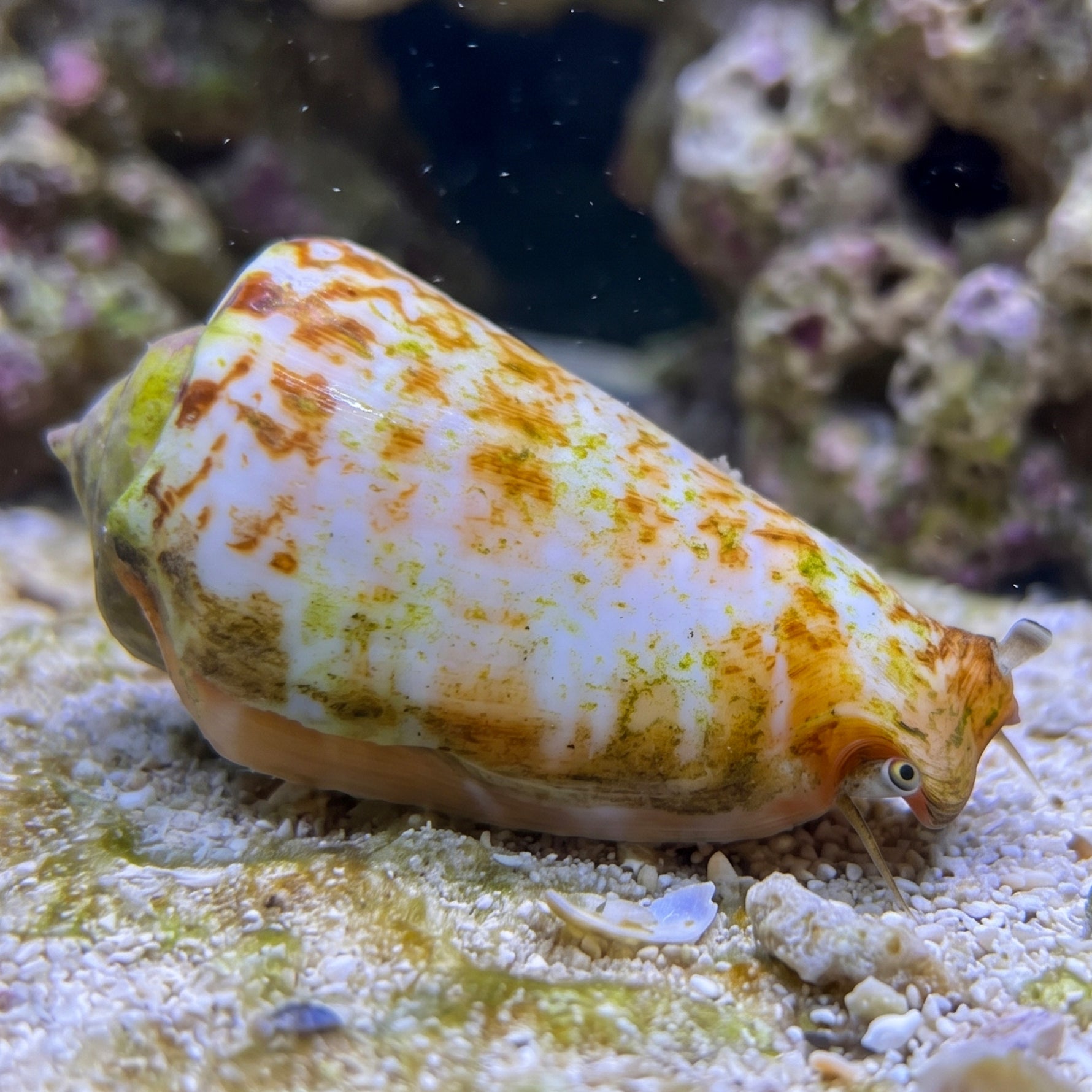 Tiger Sand Conch