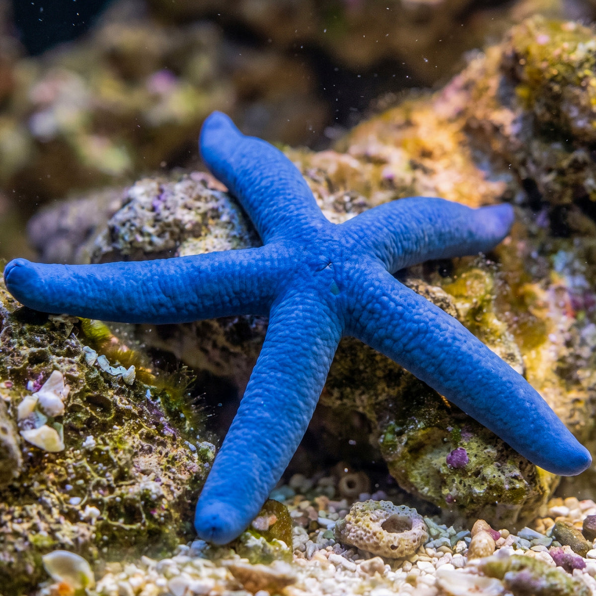 Blue Linckia Starfish