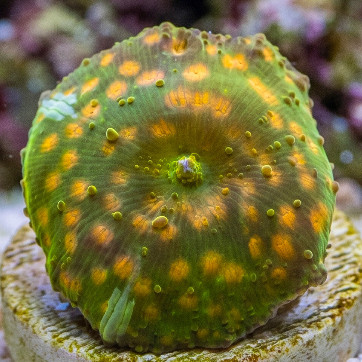 Gold Spotted Green Discosoma Mushroom
