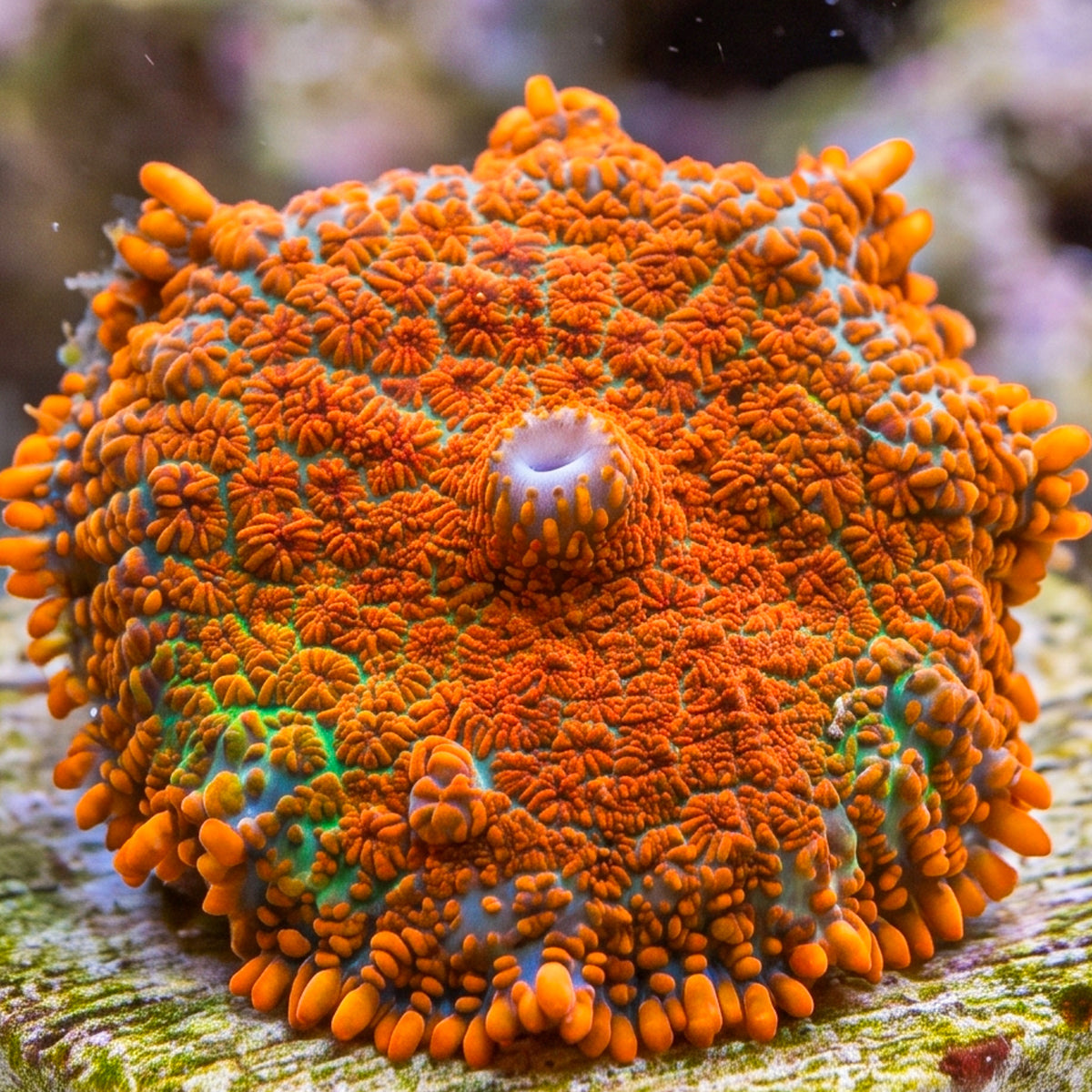 Molten Orange Rhodactis Mushroom