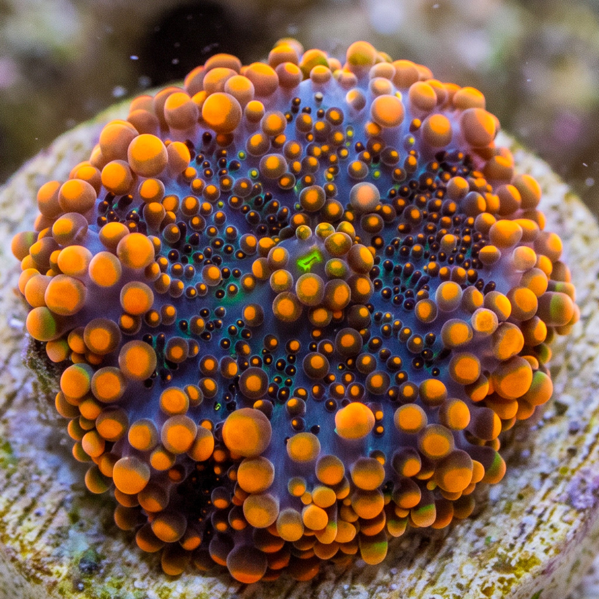 Tangerine Orange Yuma Mushroom