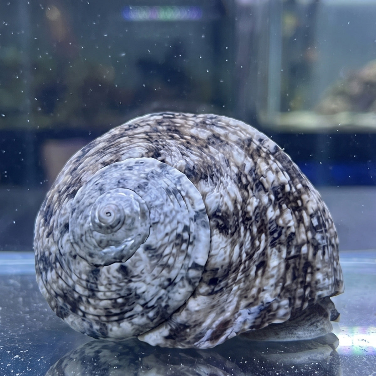 Tropical Turbo Snail