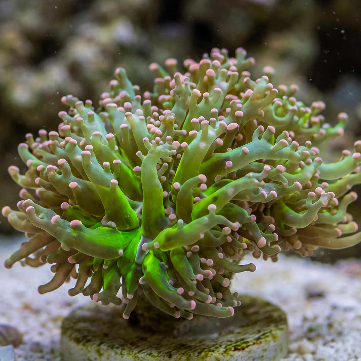 Pink Tip Green Branching Frogspawn