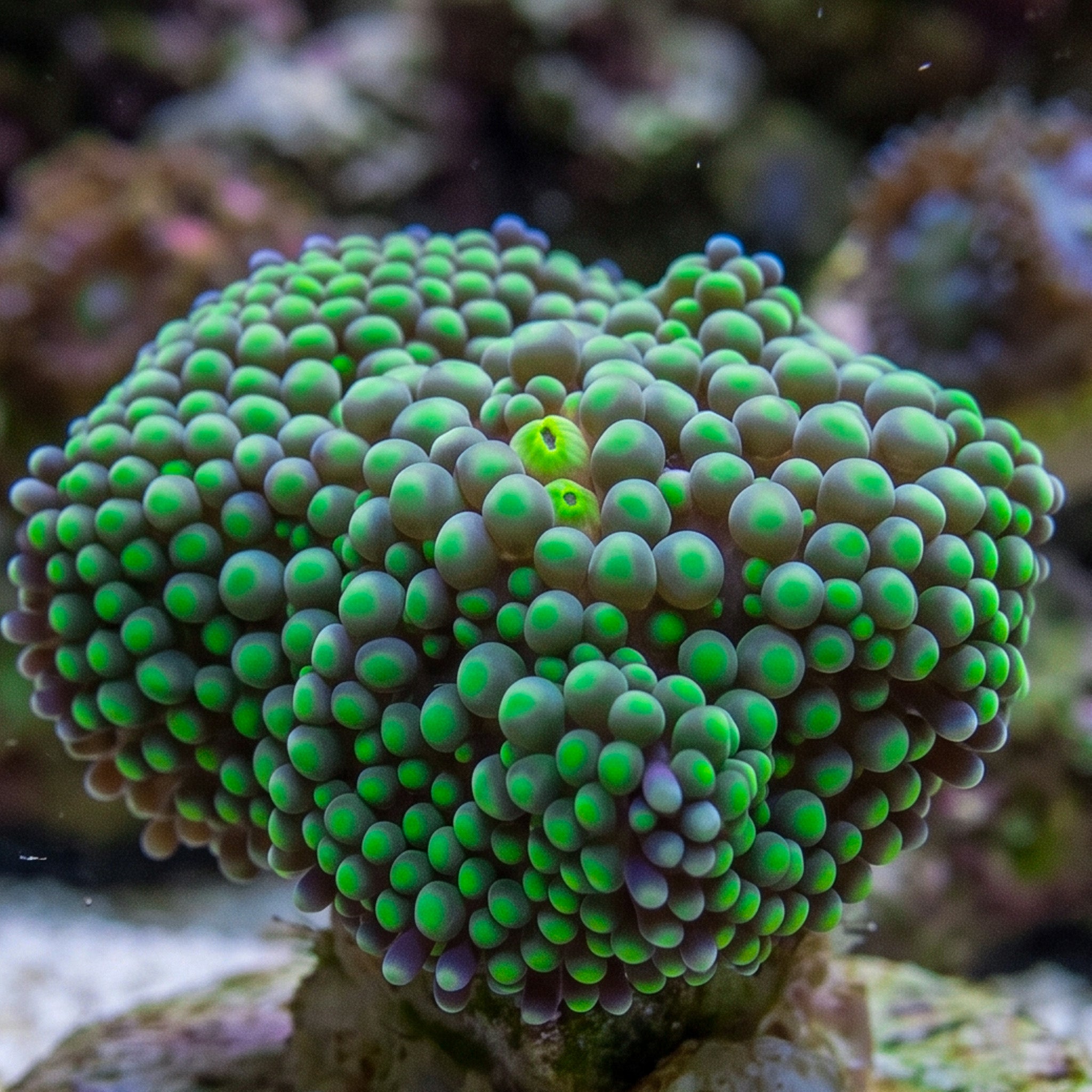 Green Florida Ricordea Mushroom