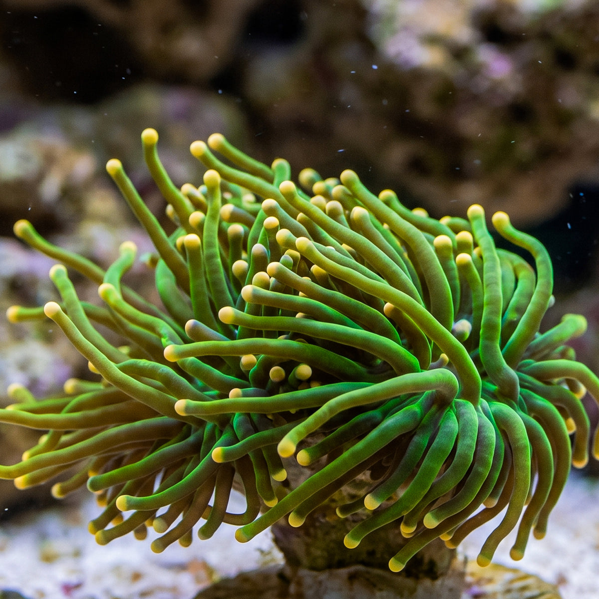 Yellow Tip Green Branching Torch
