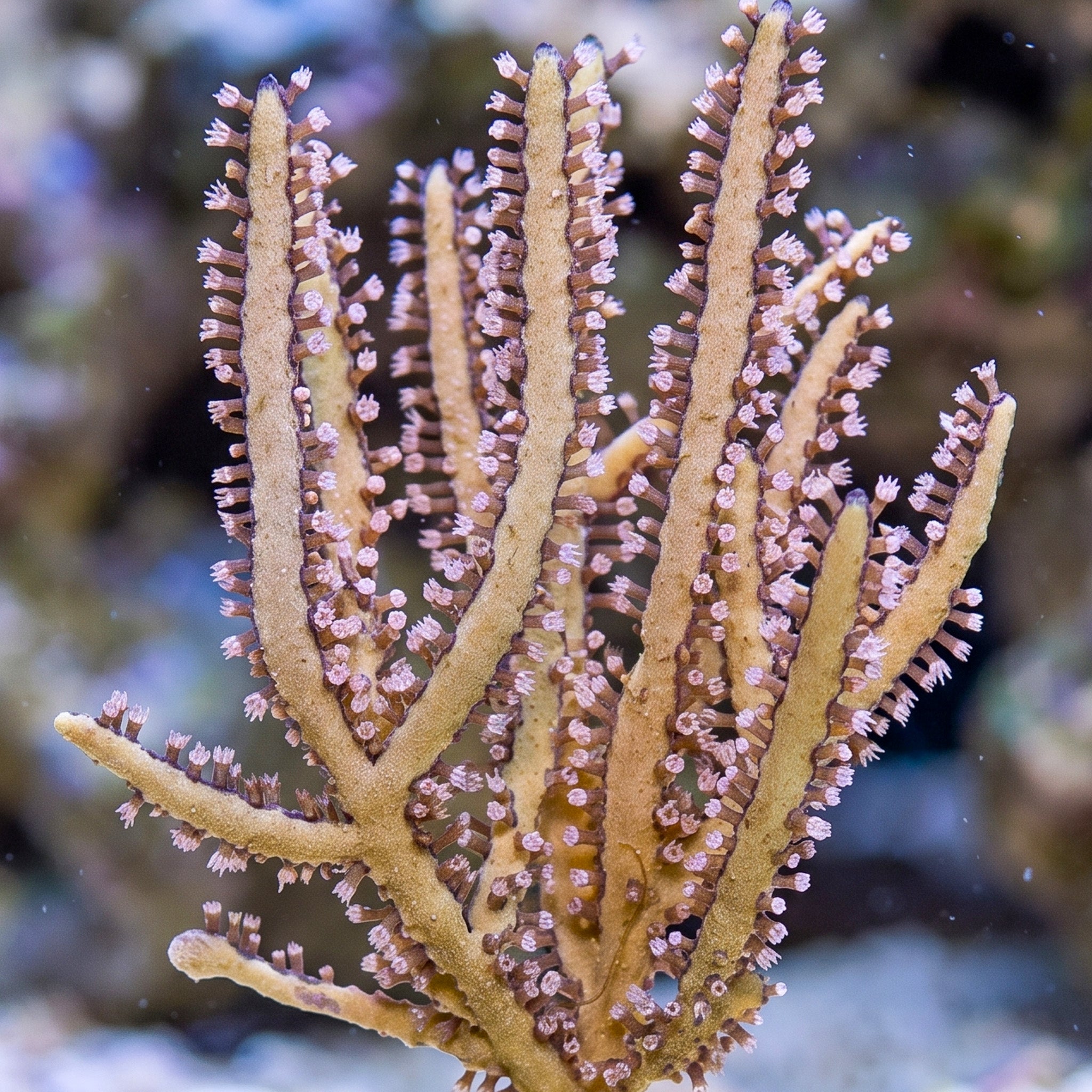 Gold Lace Gorgonian