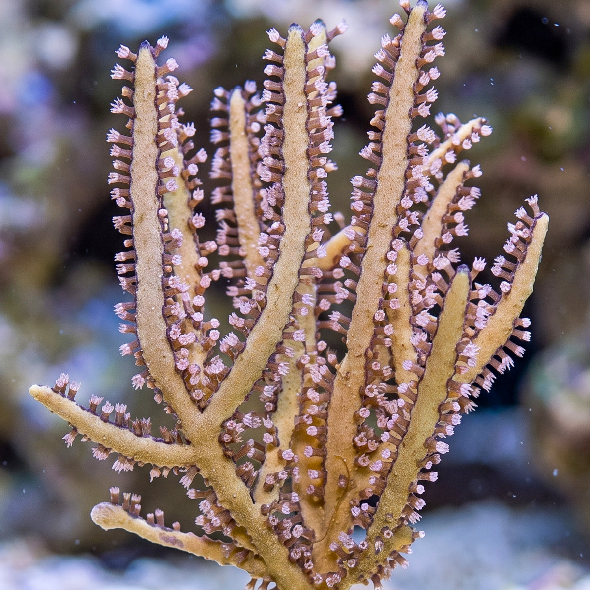 Gold Lace Gorgonian