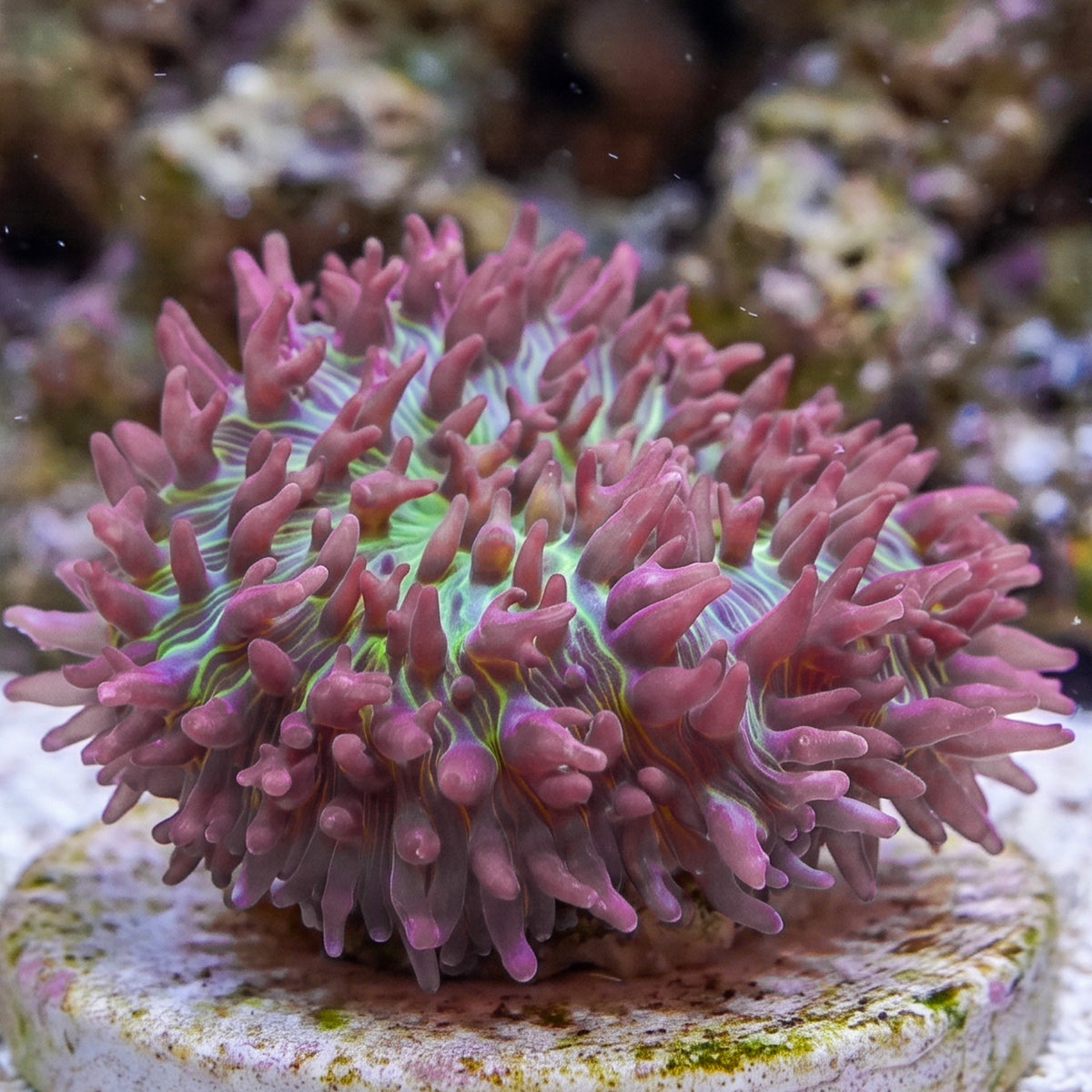 Pink Hairy Mushroom