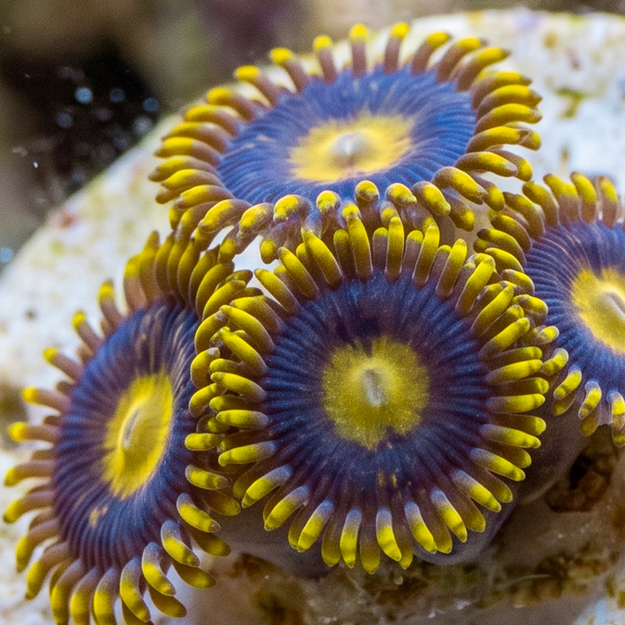 Blue Hornet Zoanthid Colony