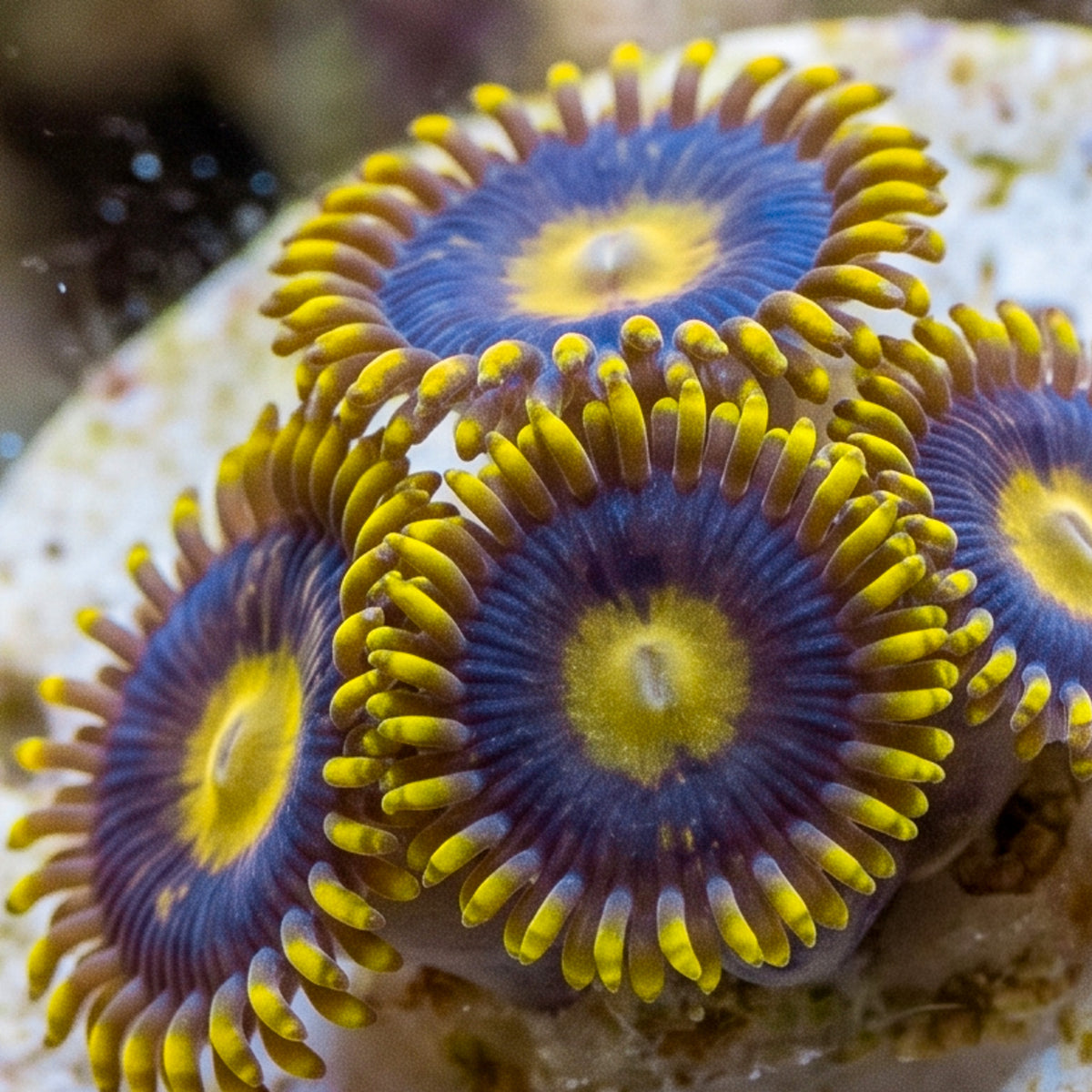 Blue Hornet Zoanthid Colony