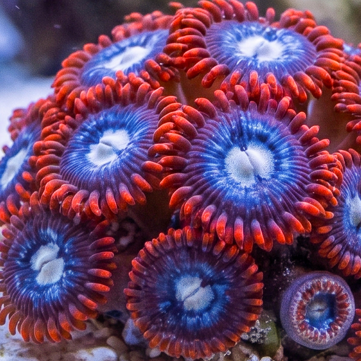 Fire & Ice Zoanthid Colony
