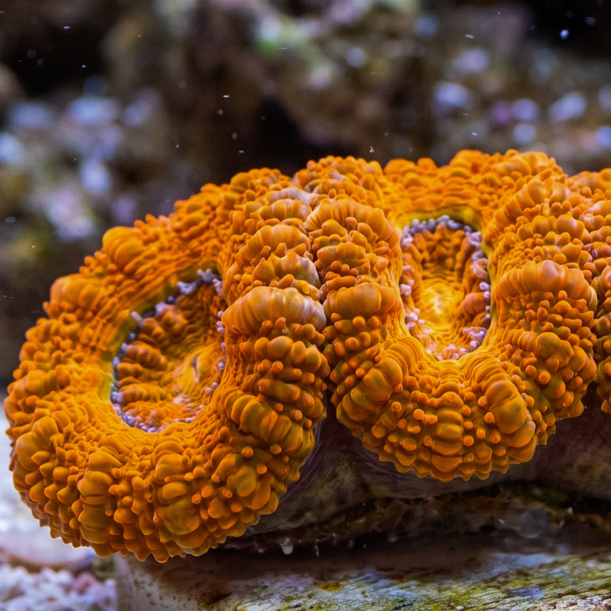 Citrus Orange Acans