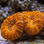 Citrus Orange Acans