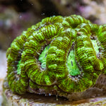 Lime Green Acans