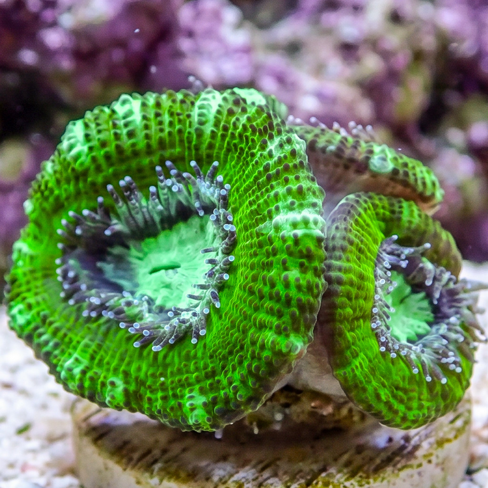 Lime Green Acans