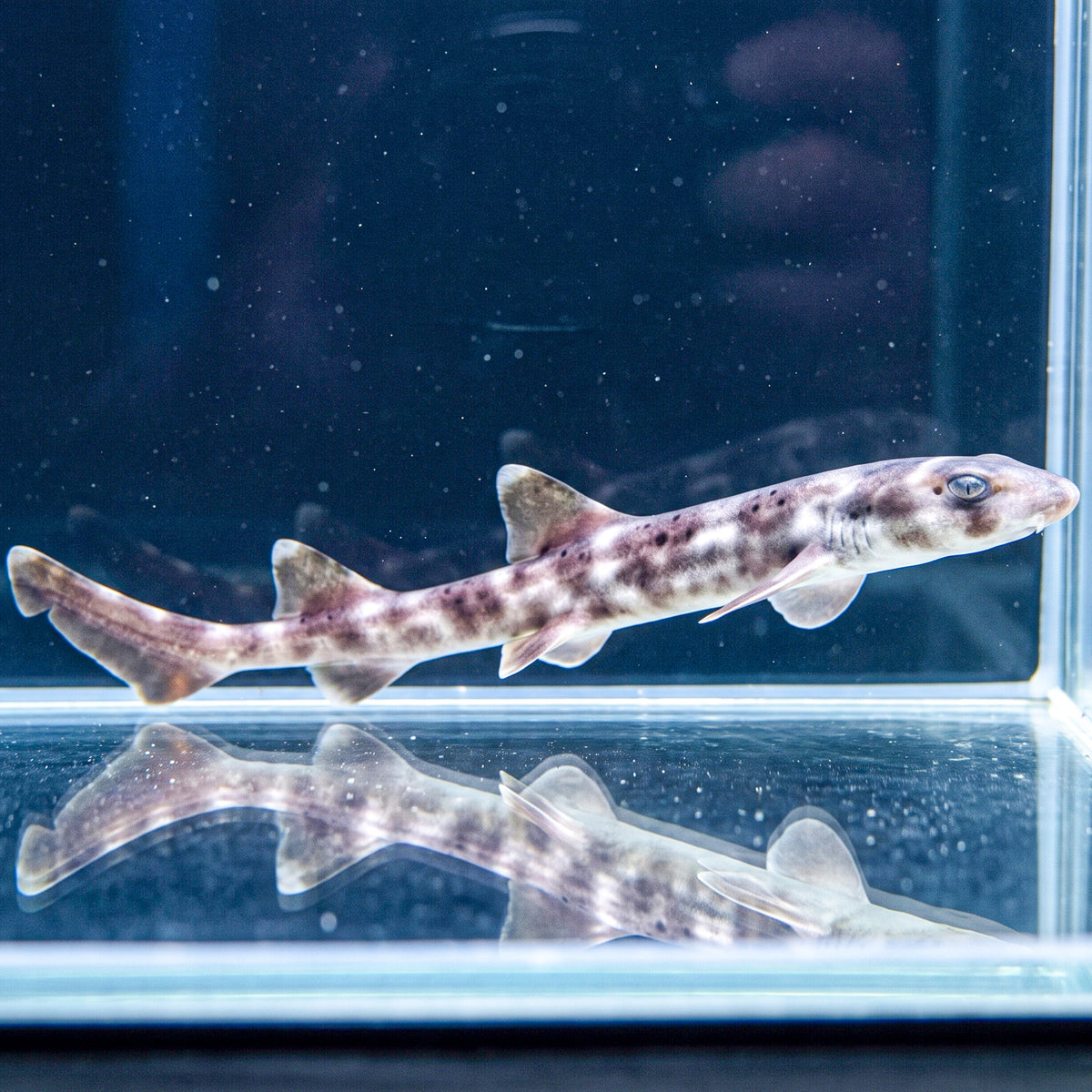 Whitespotted Bamboo Cat Shark