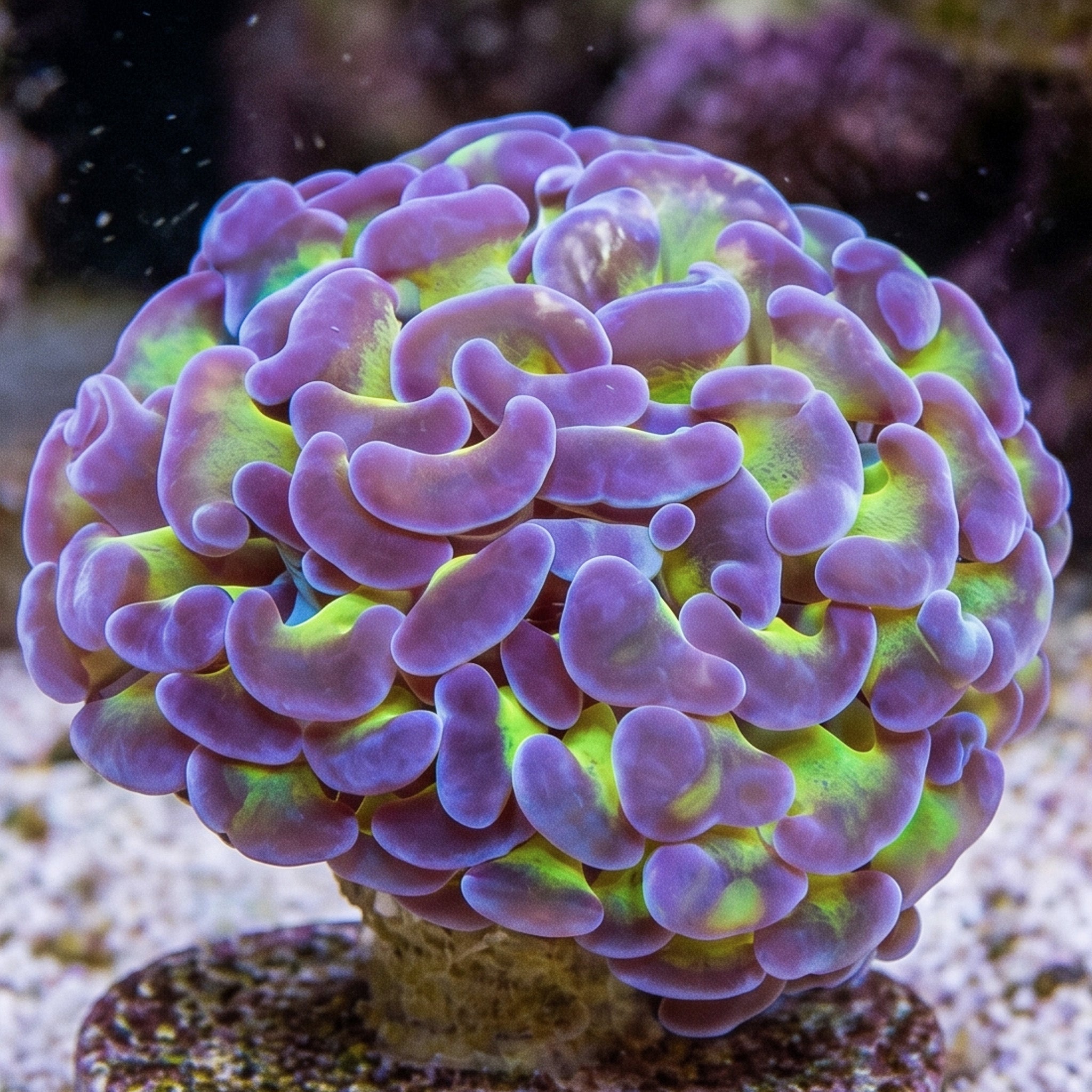 Purple Tip Green Branching Hammer