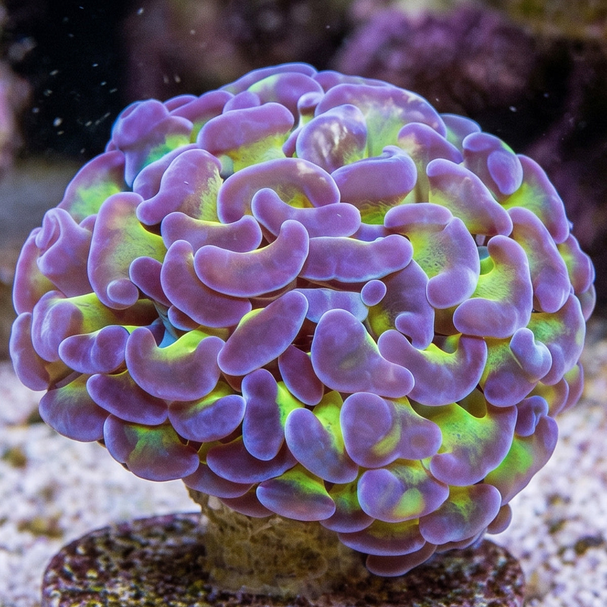 Purple Tip Green Branching Hammer