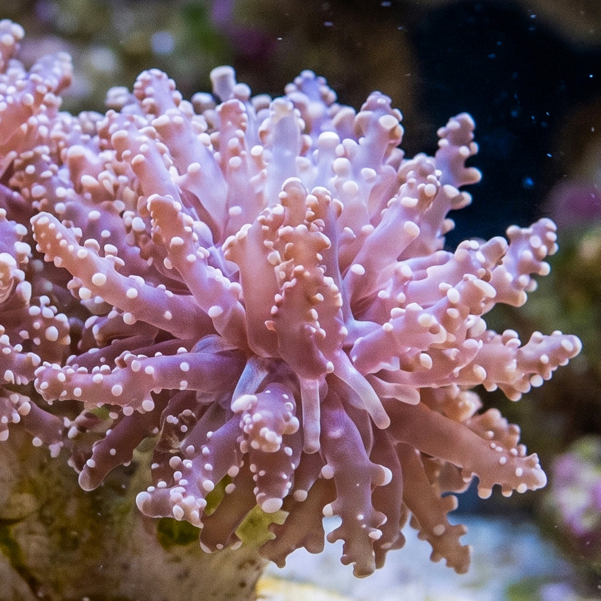 Pink Rose Frogspawn