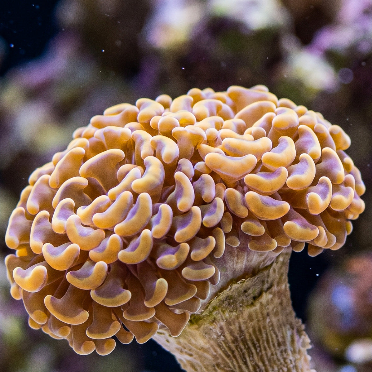 Gold Branching Hammer
