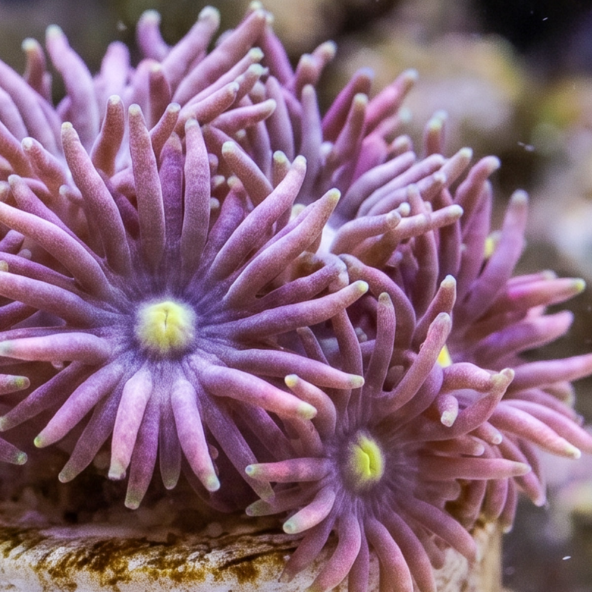 Purple Goniopora