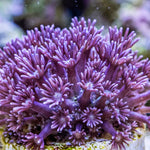 Purple Goniopora