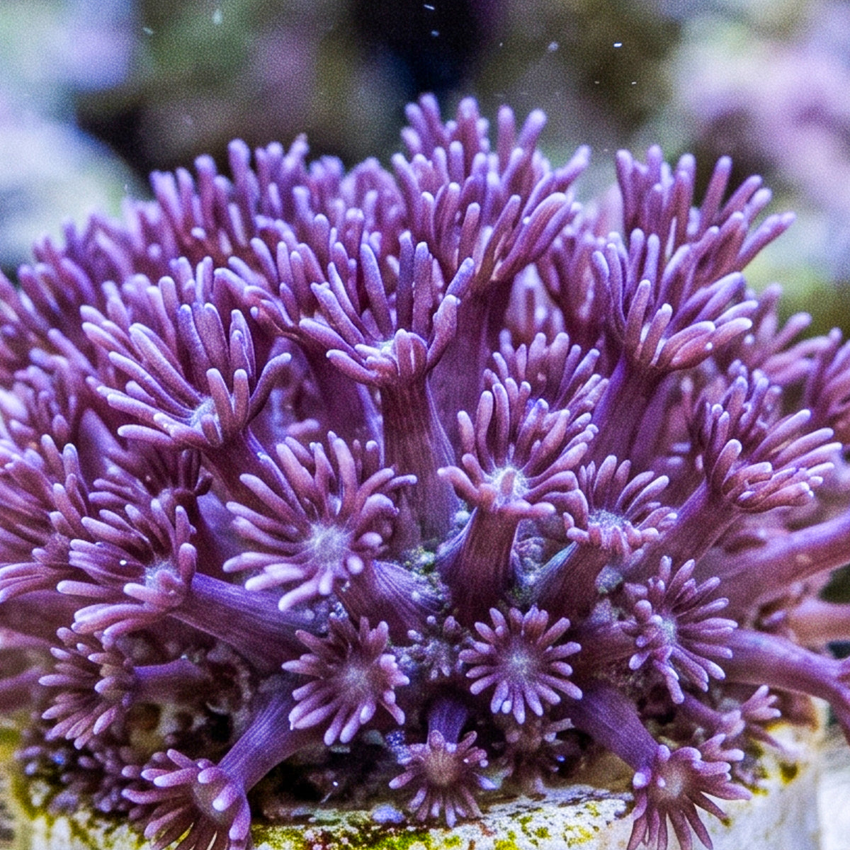 Purple Goniopora