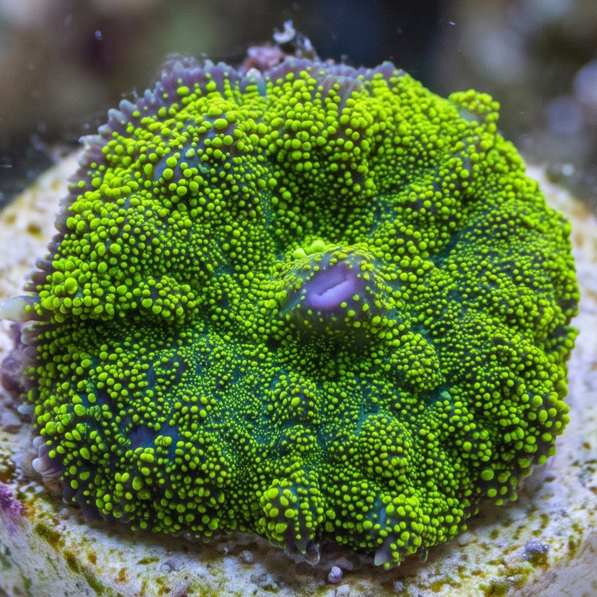 Beaded Green Discosoma Mushroom