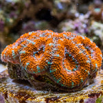 Citrus Orange Acans