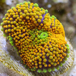 Orange Florida Ricordea Mushroom