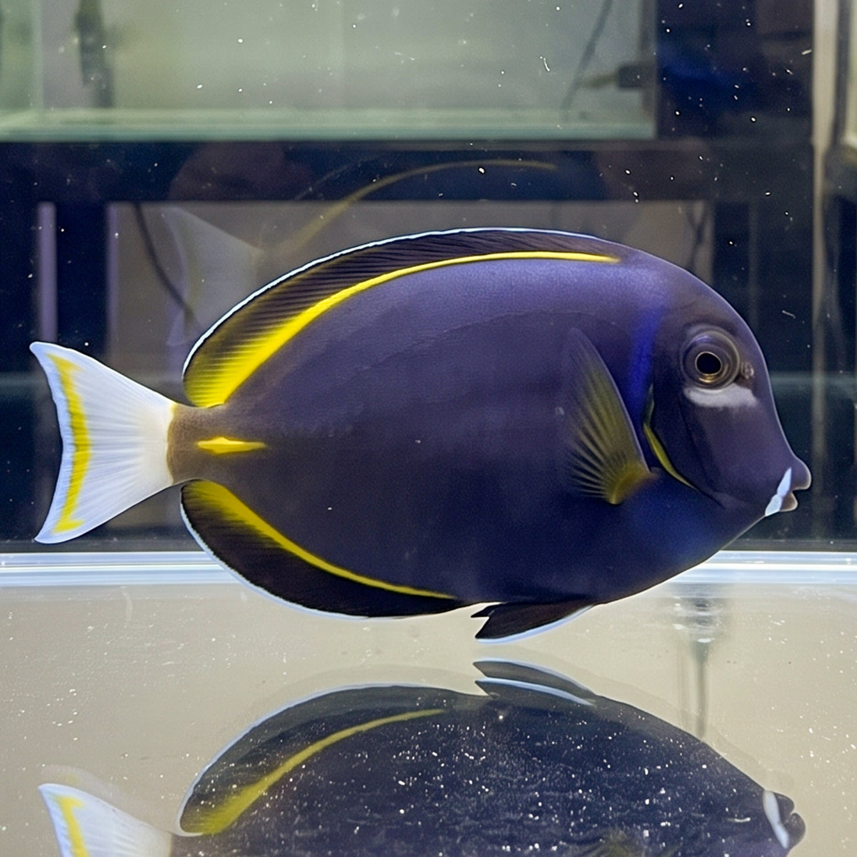 Gold Rim Tang