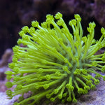 Neon Green Polyp Toadstool Leather Coral
