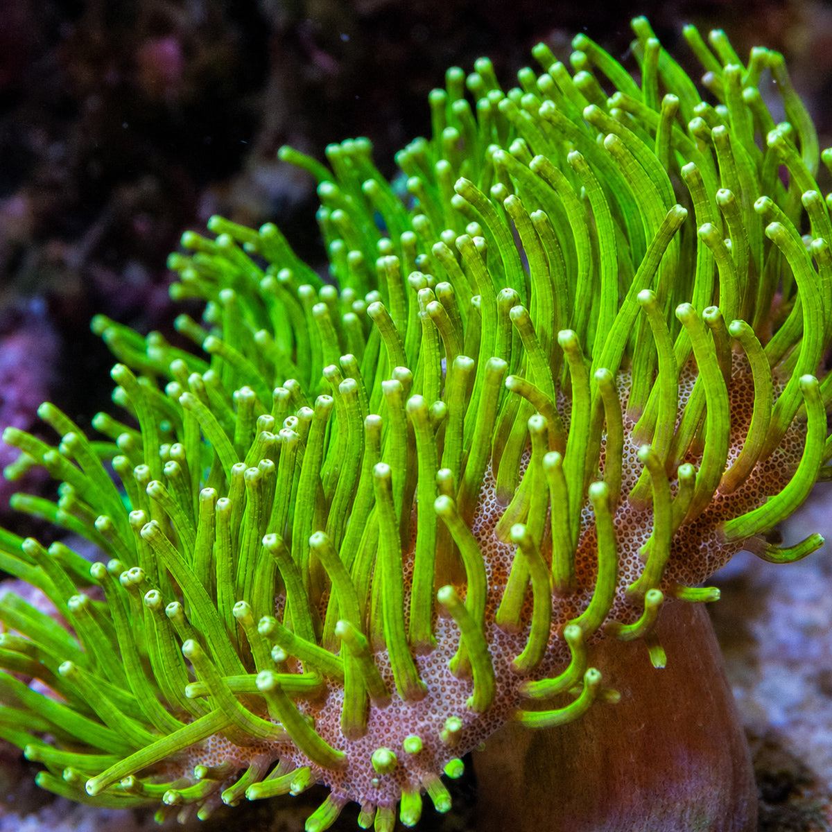 Neon Green Polyp Toadstool Leather Coral