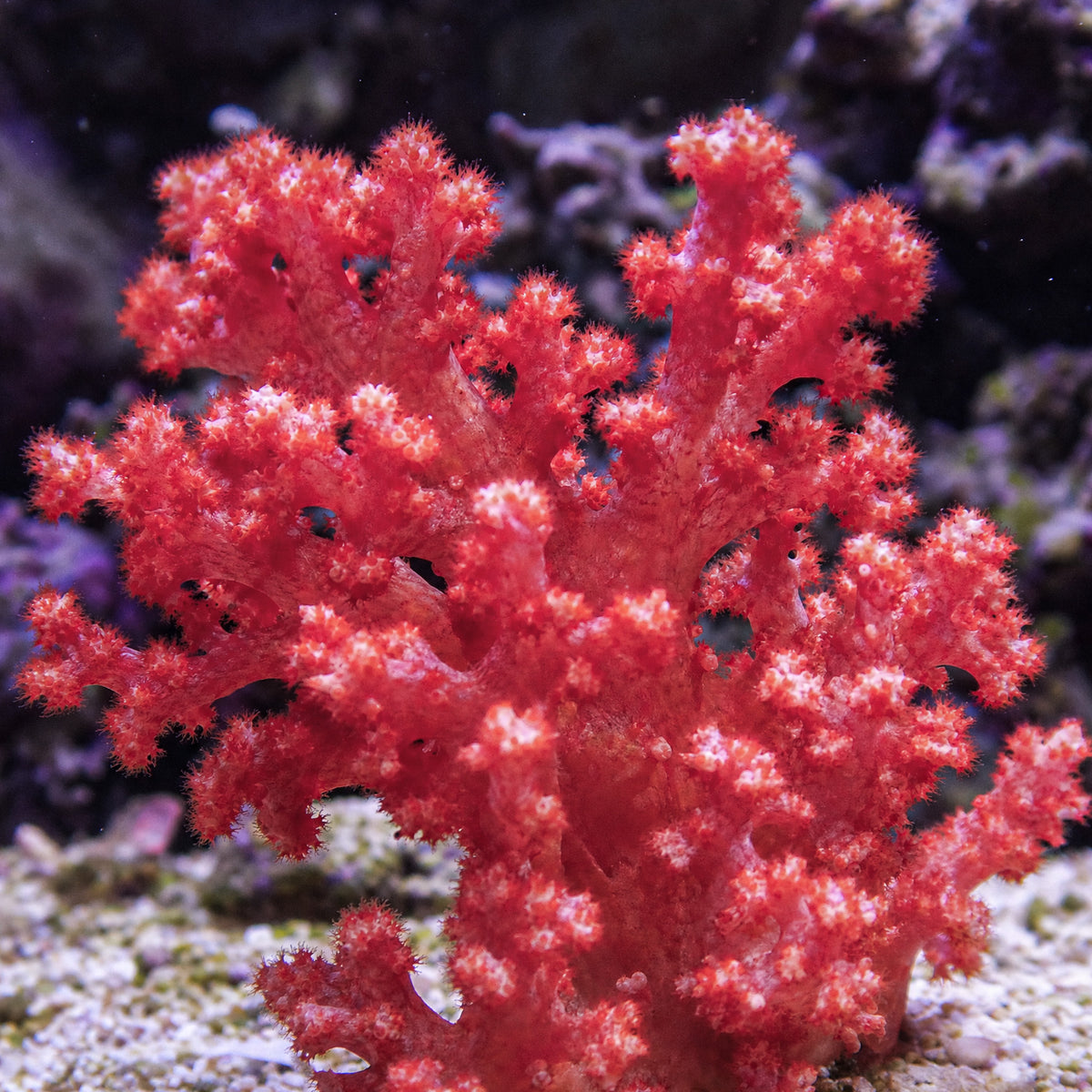 Cherry Pink Silk Soft Coral