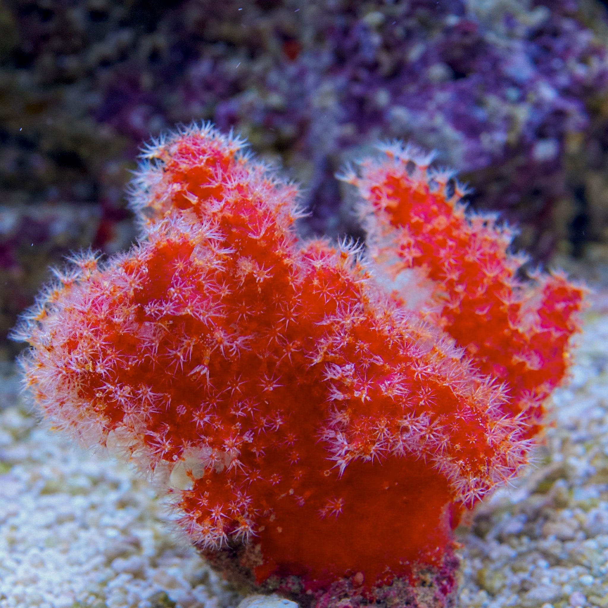 Chili Finger Coral