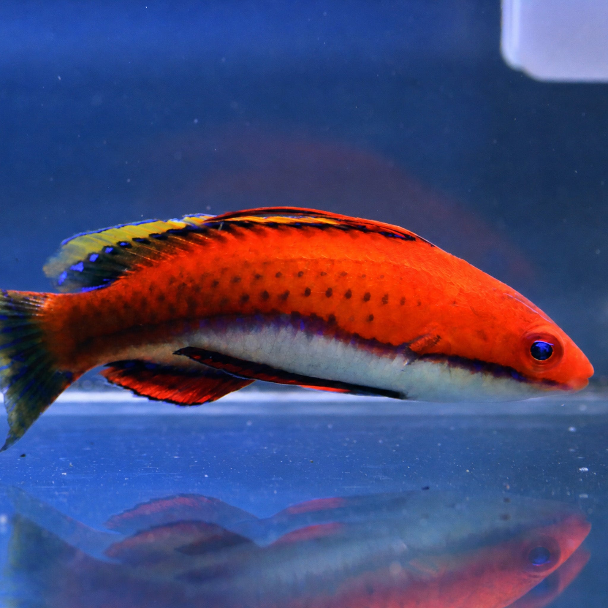 Redfin Fairy Wrasse