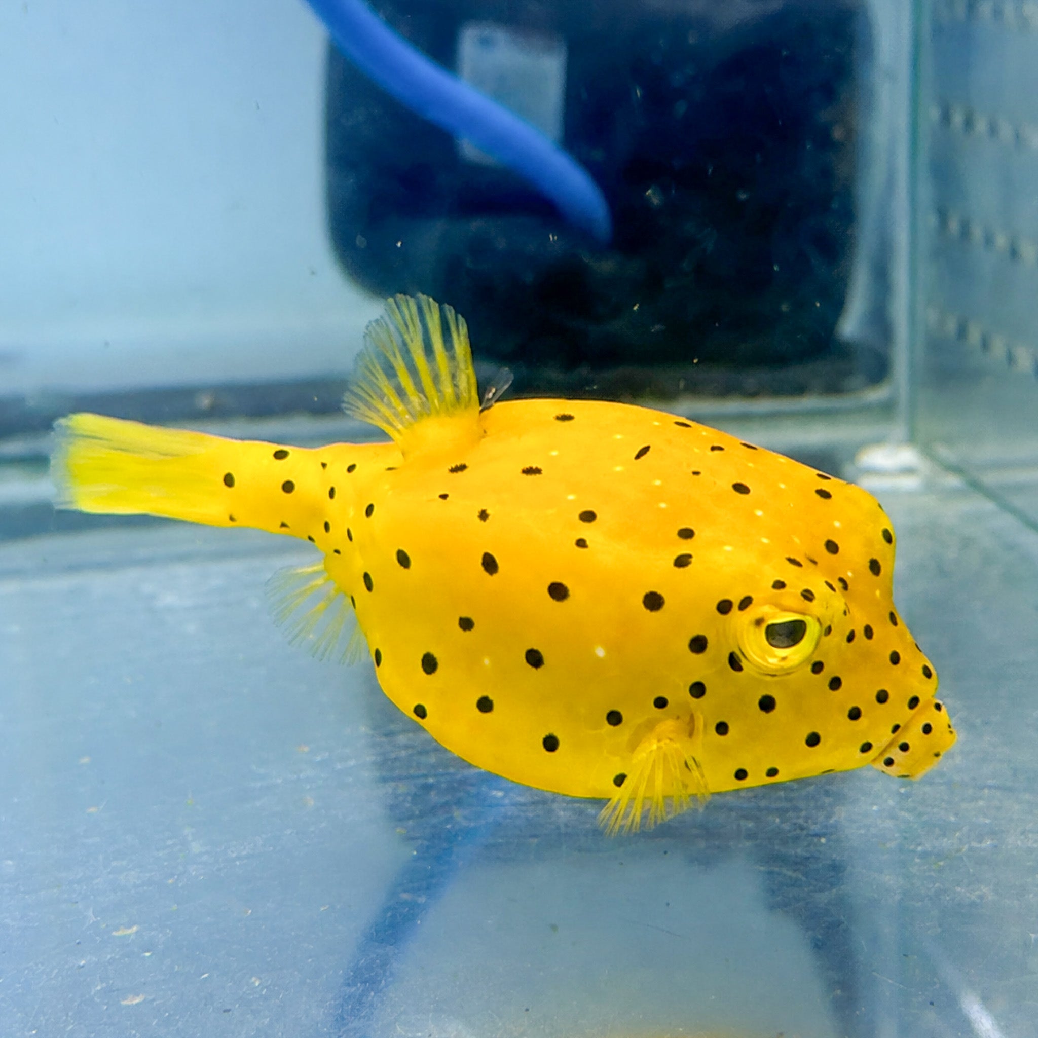 Yellow Cubicus Boxfish