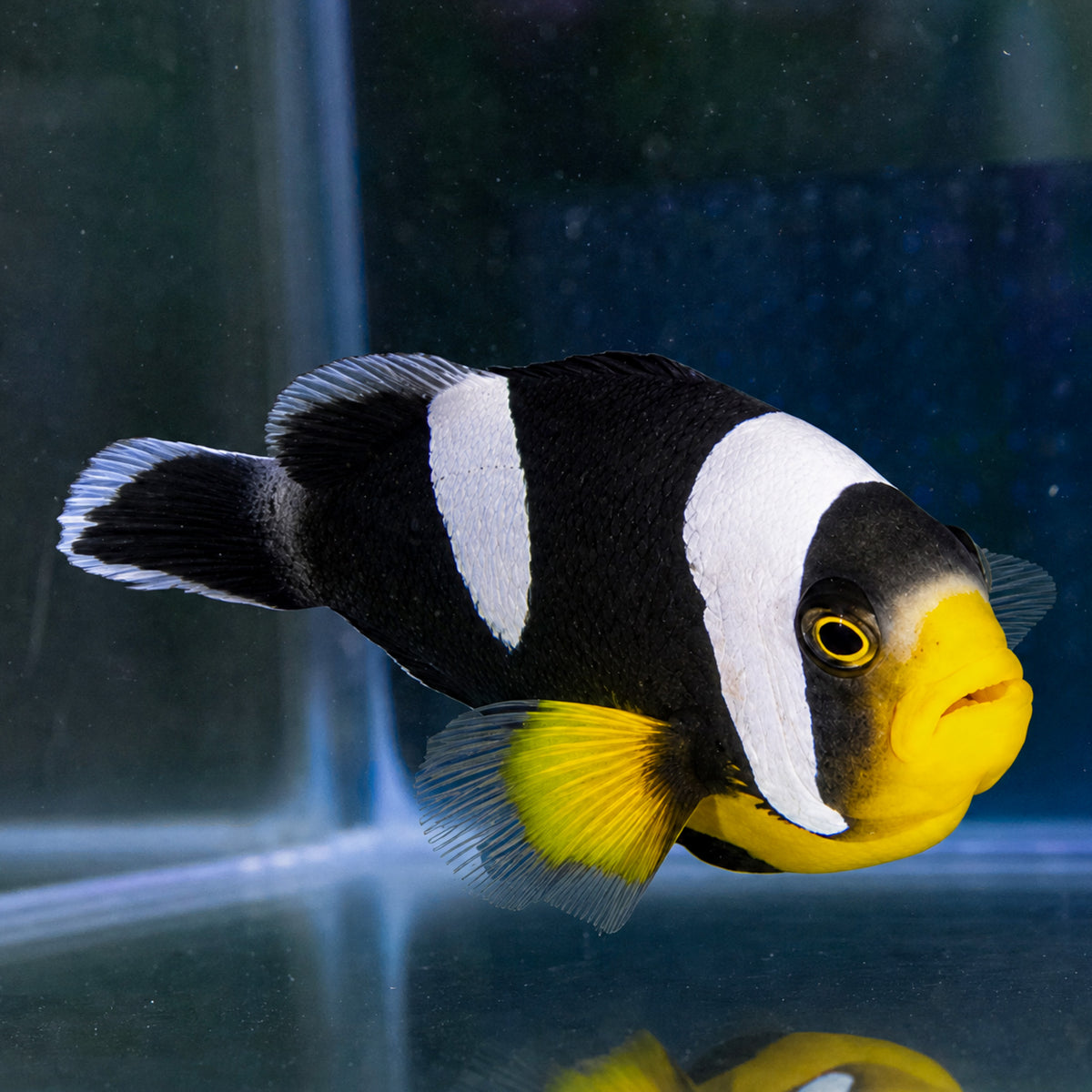 Black Saddleback Clownfish
