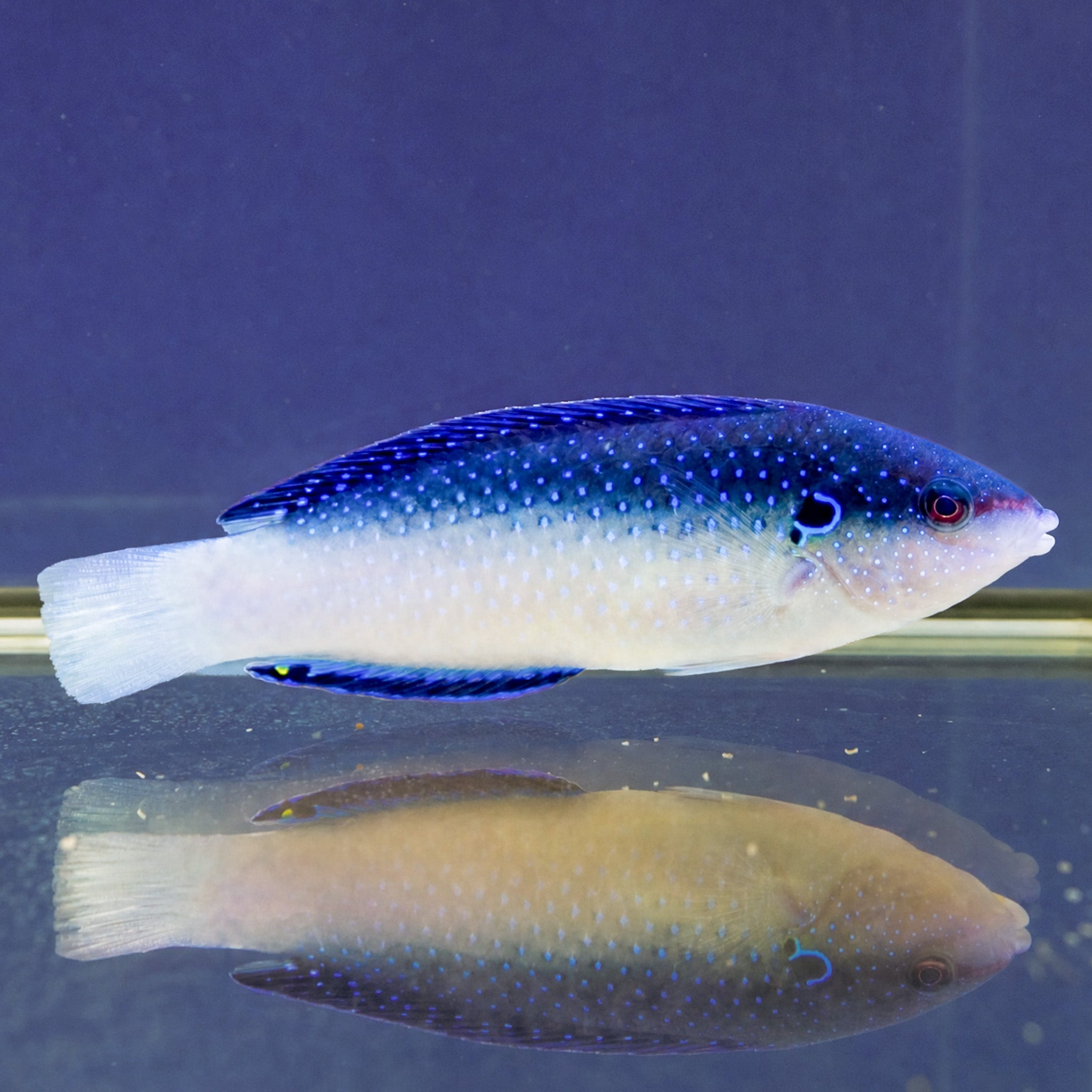 China Pearl Wrasse