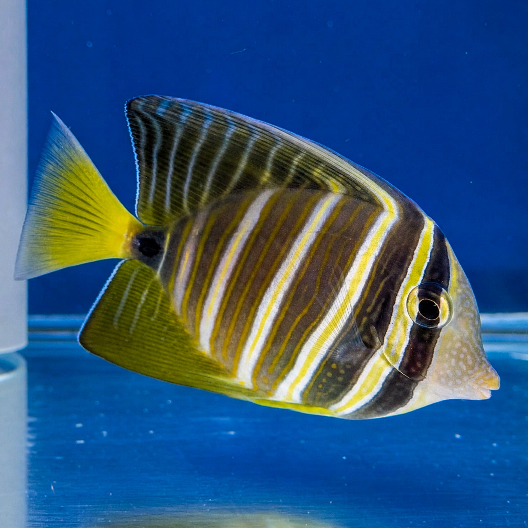 Pacific Sailfin Tang