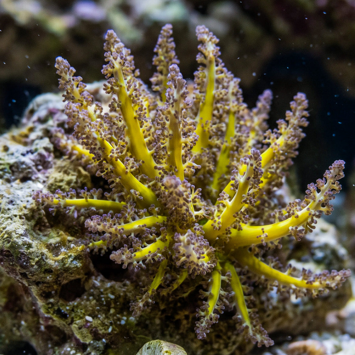 Starfire Anemone